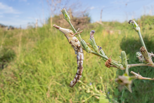 Dead acrida grasshopper.