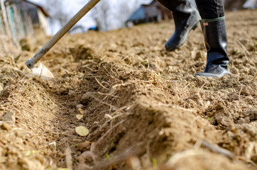Shoveling the soil over planted potates in the trench.