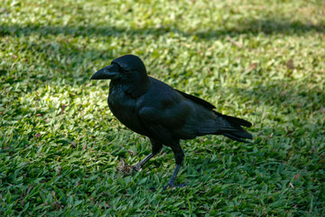 Fototapeta premium closeup of the raven on the grass
