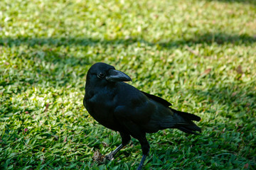 closeup of the raven on the grass