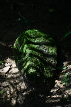 Details of forest elements, gardens with contrast lighting and lots of color. Leaves, mosses, branches and flowers. 