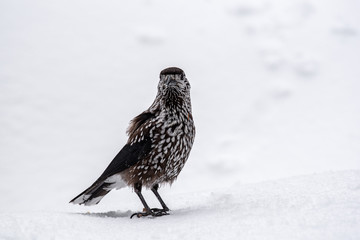 Spotted Nutcracker (Nucifraga caryocatactes) in winter forest