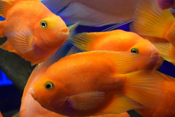 Aquarium fish Red Parrot