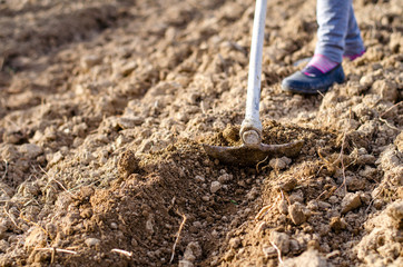 Digging the rows with shovel; preparing the soil for planting