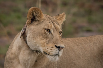 Lioness of Nambiti