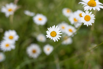 Nature. White daisy blooms with selective focus on the field in the summer. Nature background with blossoming daisy flowers close up in sunny day.