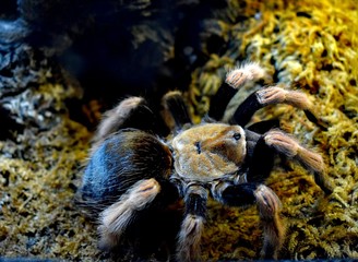 Spider-fowler fire-legged Mexican