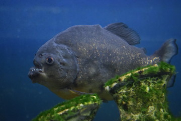 Ordinary piranhas are a species of predatory radiant fish from the subfamily piranhive
