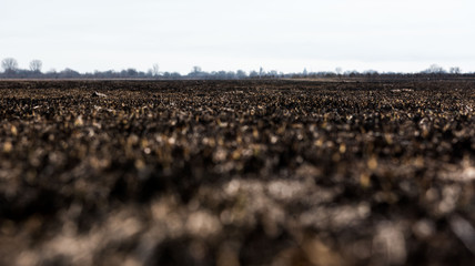 black dead burned field