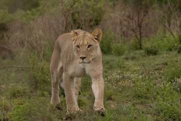 Obraz na płótnie Canvas Lioness of Nambiti