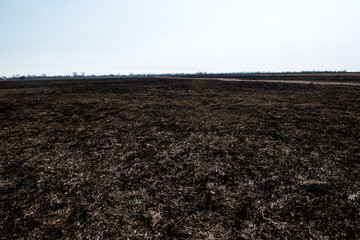 black dead burned field