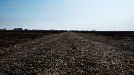 black dead burned field