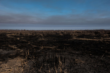 black dead burned field