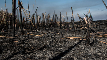 black dead burned field