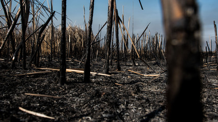 black dead burned field