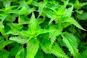 Urtica is a genus of flowering plants in the family Urticaceae