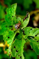 The Colorado potato beetle also known .as the Colorado beetle, the ten-striped spearman, the ten-lined potato beetle or the potato bug, is a major pest of potato crops