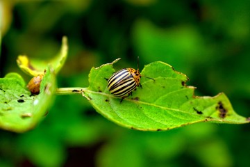 The Colorado potato beetle also known .as the Colorado beetle, the ten-striped spearman, the ten-lined potato beetle or the potato bug, is a major pest of potato crops