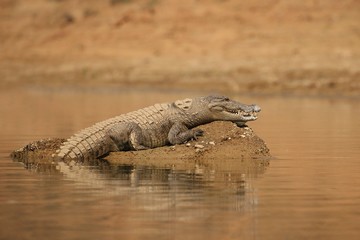 Mugger crocodile in the nature habitat, crocodile on the river sanctuary, Crocodylus palustris,...