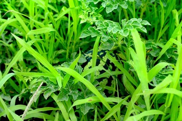 Watermelon in the grass