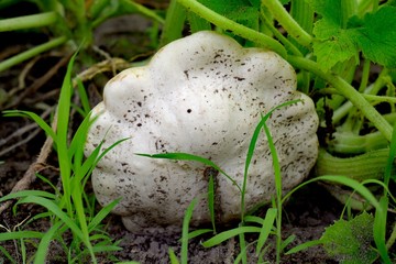 Pattypan squash is a variety of summer squash notable for its small size, round and shallow shape, and scalloped edges, somewhat resembling a small toy top, or flying saucer.