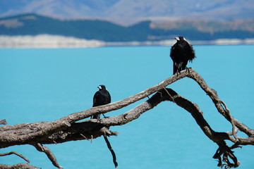Birds at Lake Tekapo