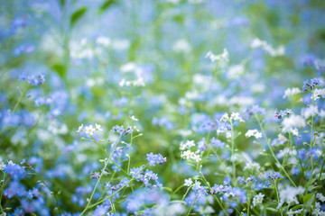 Glade of forget-me-nots in the park