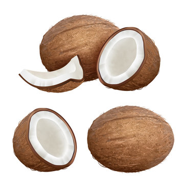 Coconut realistic. Tropical closeup nature fruit from fresh palm vector coconut milk pictures. Palm fruit coconut, coco tropical closeup illustration