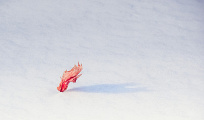 A leaf isolated on the snow.