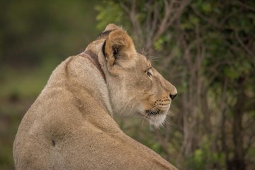 Lioness of Nambiti