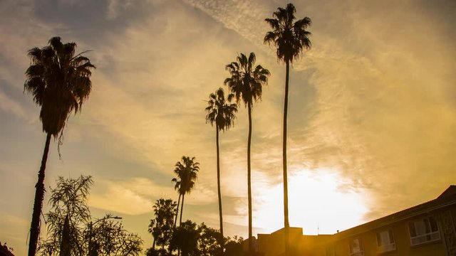 Palm Tree Row Sunset Sunrise Pan 