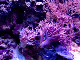 Corals are marine invertebrates within the class Anthozoa of the phylum Cnidaria. They typically live in compact colonies of many identical individual polyps