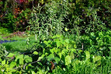 Vegetables growing in kitchen garden boxes