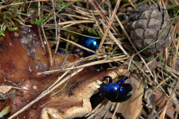 Dor beetles  on a forest rune