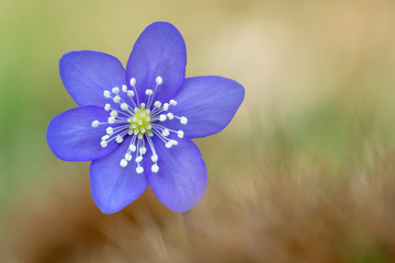Erba trinità (Hepatica nobilis)