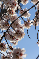 almond flowers blue  sky spring  season buds bees