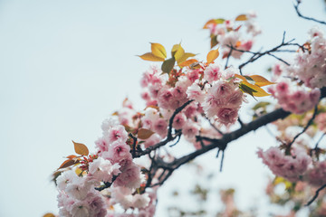 pink sakura flower blooming in blue sky in osaka japan mint museum. beautiful cherry tree branch blossom outdoor in spring season in park japanese garden. nature plant colorful winter concept.
