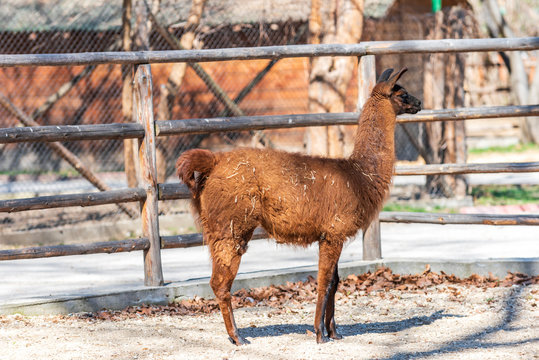 Lama glama