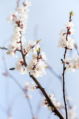 spring apricot orchard