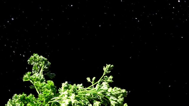 Hand flaps a bunch of green parsley on a black background