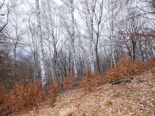 Birch forest in winter