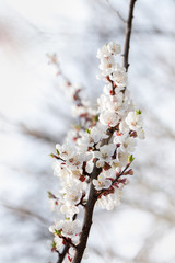 Flowering apricot branch in spring