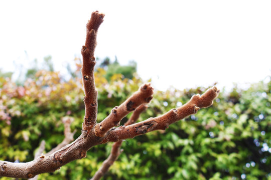 Branches  of Staghorn sumac or Rhus typhina fruits  in early spring.  Closeup 