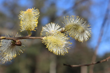 Flores de avellano