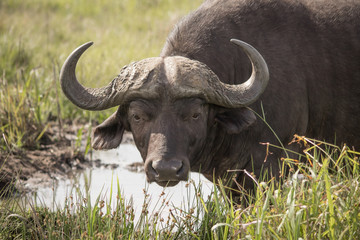 Naklejka premium Buffalo herd - Dagga boy