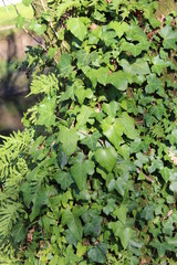 ivy on the wall