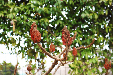 Staghorn sumac or Rhus typhina fruits on bare branches