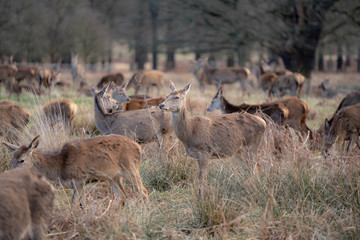 herd of fallow deer