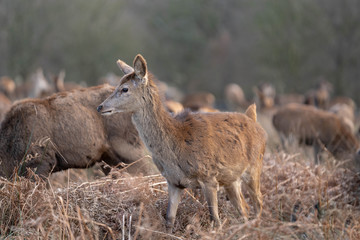 deer in the forest