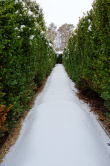 Snowy alley between decorative shrub